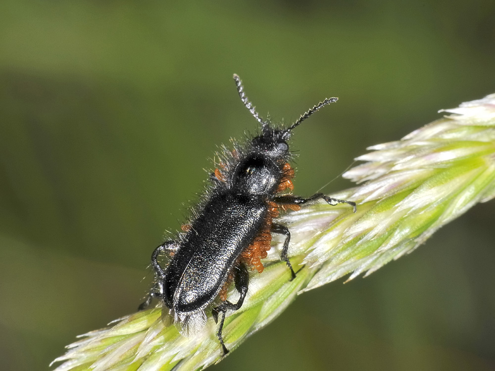 Enicopus pilosus (Dasytidae) con triungulini